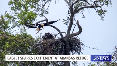 New bald eaglet found at Aransas Wildlife Refuge Center