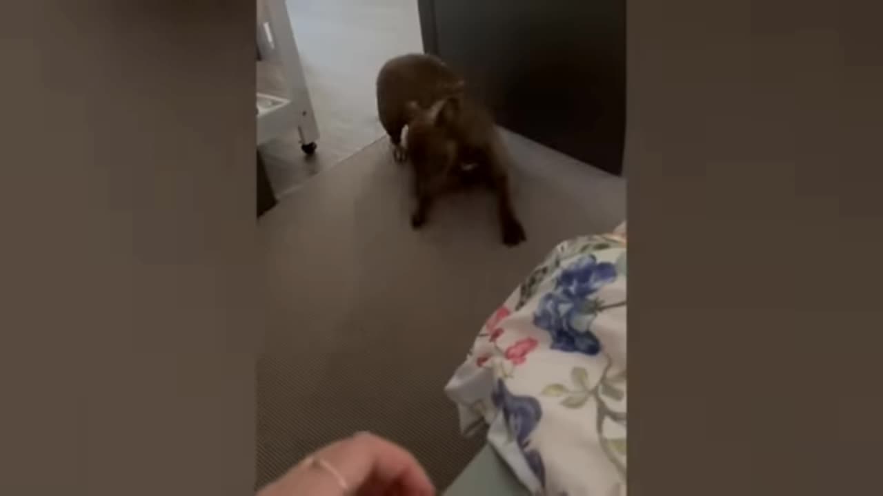 Dog playing eating food video