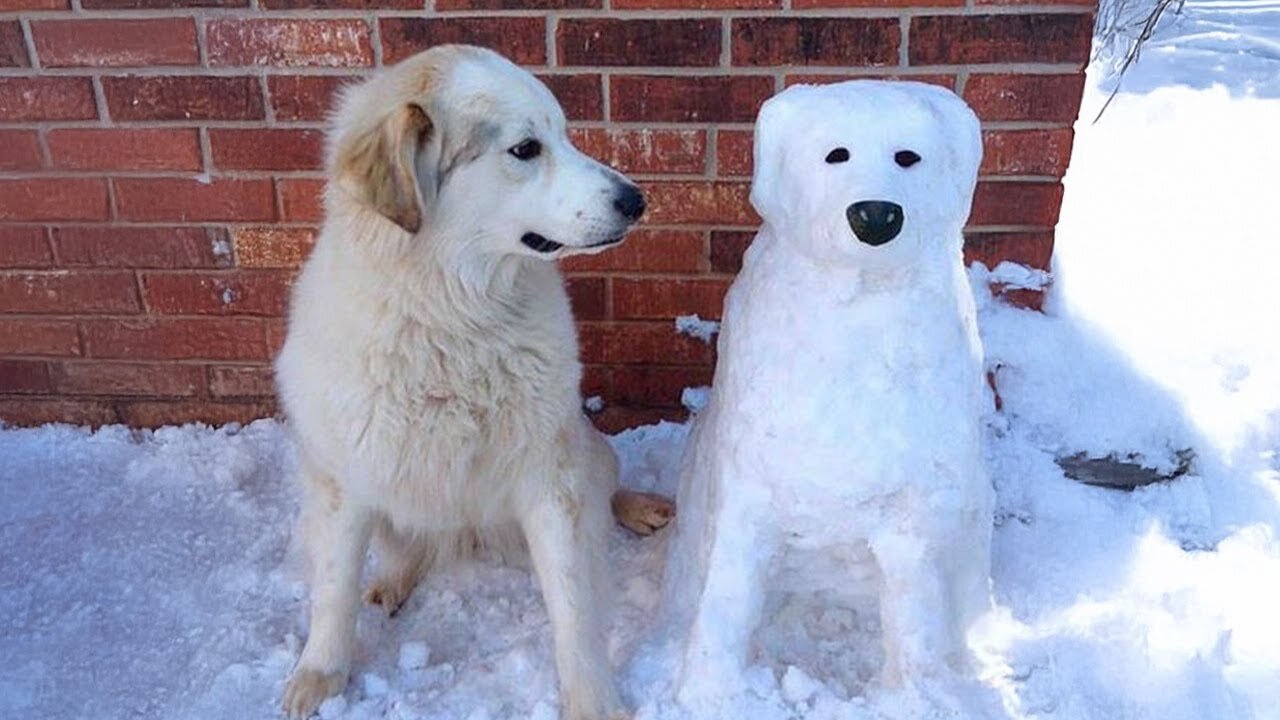 Dogs Reacting to First Snow - Try Not To Laugh