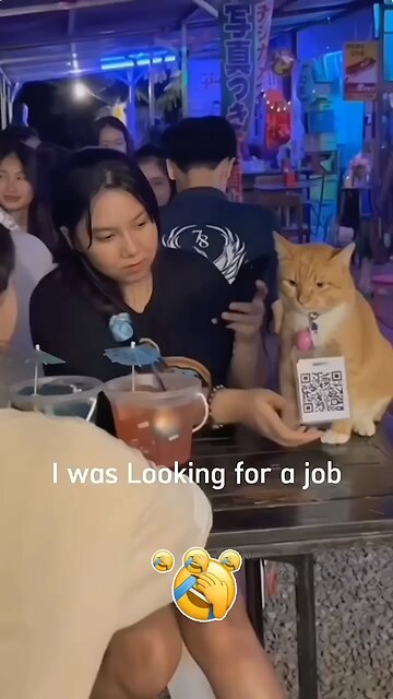 Cat Hardwork