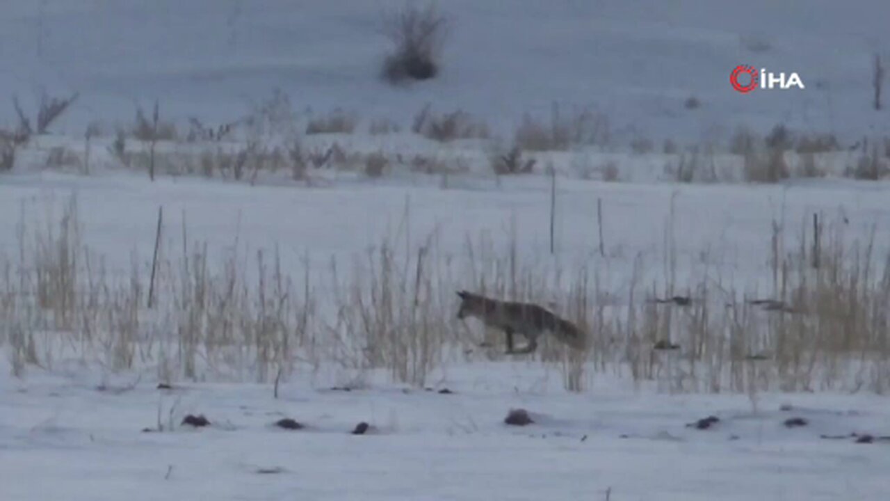 Van'da tilkilerin karla kaplı arazide fare avı kamerada