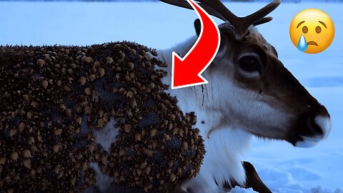 Reindeer Overwhelmed by Barnacles Heroic Team Rescues