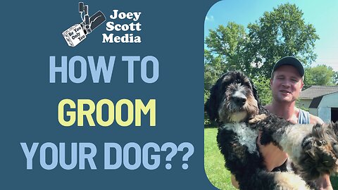 How to Groom Your Dog at Home | Dog Grooming Tip & Tricks