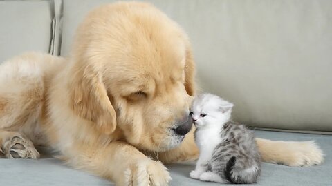 Golden Retriever's Sweet Reaction to Meeting a Kitten for the First Time PSN Experiment