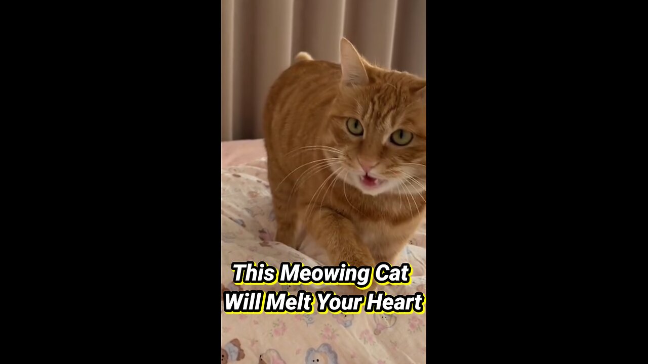 This Meowing Cat Will Melt Your Heart!