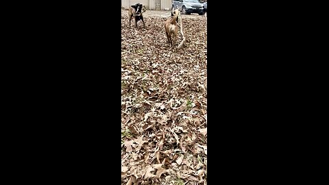 Two Belgian Malinois dogs argue over deer carcass and log. Owner wins argument!!!🐕🐕❤️