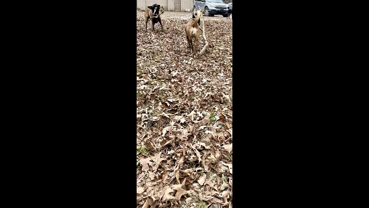 Two Belgian Malinois dogs argue over deer carcass and log. Owner wins argument!!!🐕🐕❤️
