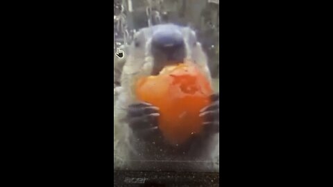 #Funny animal eating