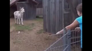 Donkey Reunited With The Girl Who Raised It…