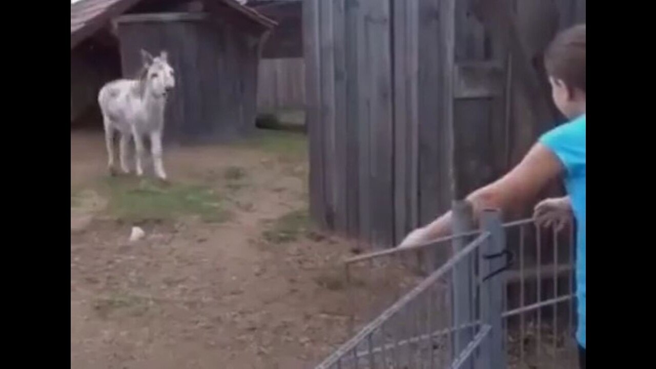 Donkey Reunited With The Girl Who Raised It…