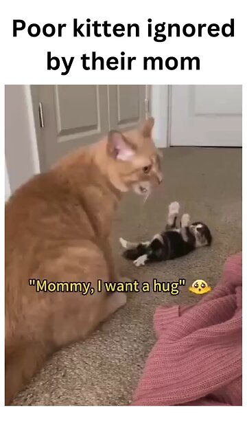 When the little one just wants some love, but mom is too busy! 😿💔 #kittendrama #MommyIssues