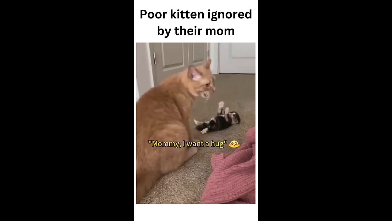 When the little one just wants some love, but mom is too busy! πΏπ #kittendrama #MommyIssues