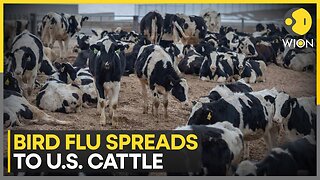 New Bird Flu Strain Detected In US Dairy Cows As Experts Raise Transmission Concerns | WION