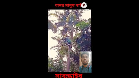 মানব বানর নাকি