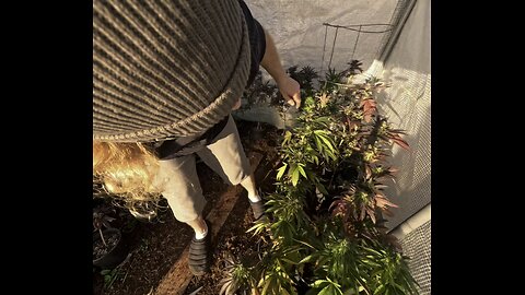 A little housekeeping to start the new year. Morels and Medicine. 👍🏼🍄‍🟫🌿#mushrooms #cannabis #legal