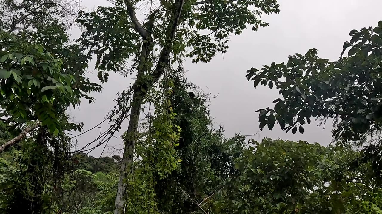 Monkey Video in Costa Rica