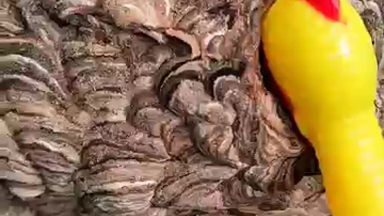 "The Wrath of the Venomous Hornets: Nature's Fierce Predators"