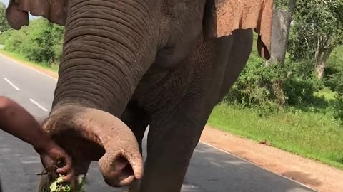 Wild Elephant in Sri Lanka