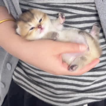 Silly Kitten Sharing Moments