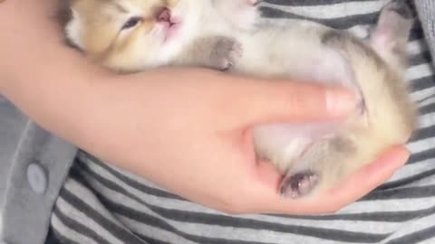 Silly Kitten Sharing Moments