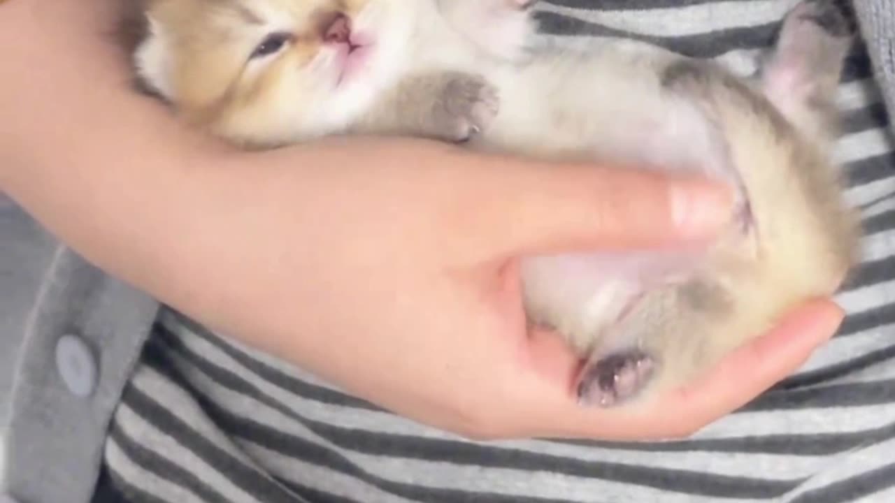 Silly Kitten Sharing Moments