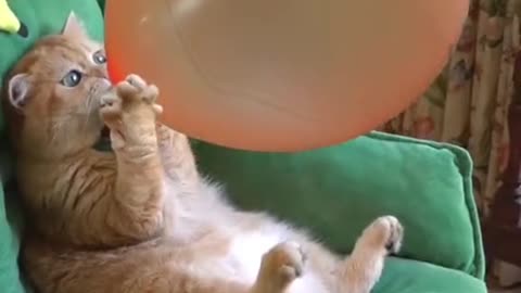 🐱 Funniest Cat Reactions Ever! 😂 Try Not to Laugh