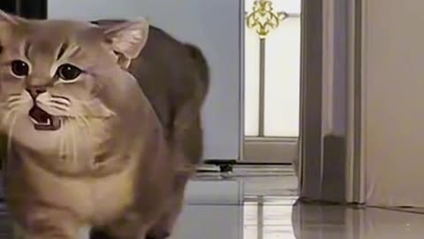 Adorable Cat Walks Up Crying and Steals the Spotlight