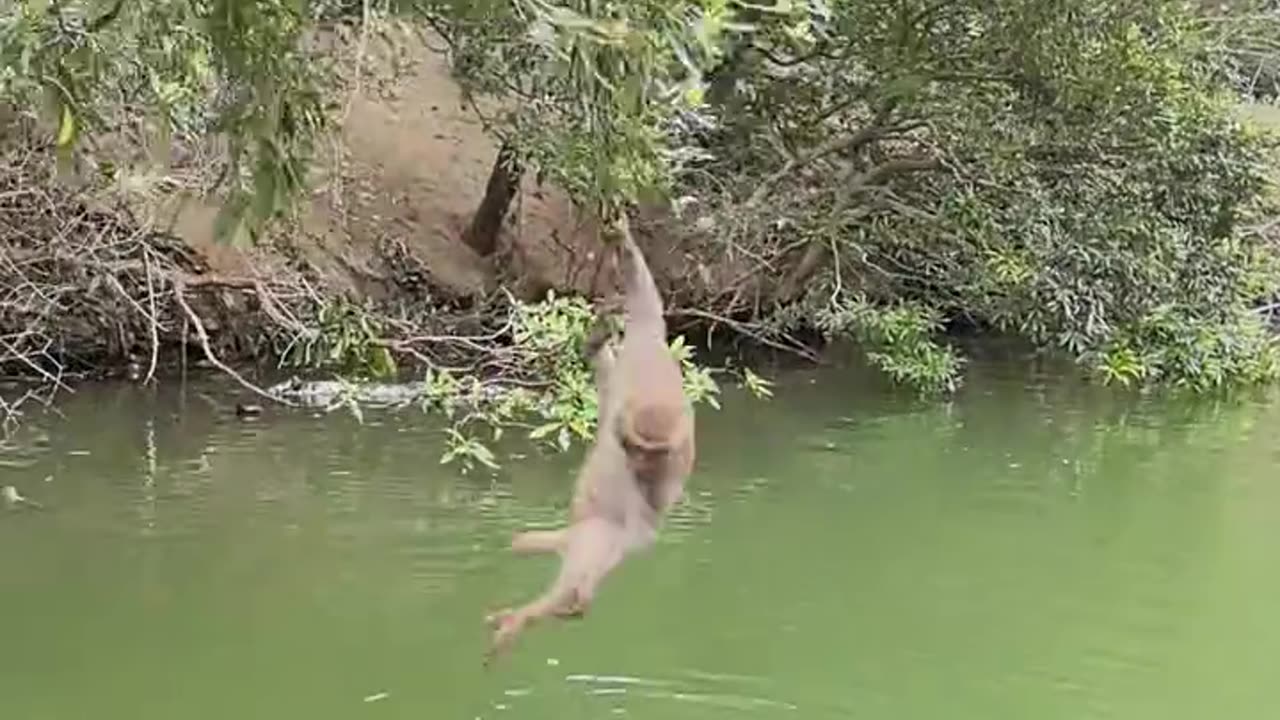 Monkey hanging on the tree and taking food from the river