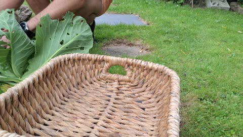 Cabbage Harvest, and few other goodies