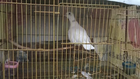 bird puter pelung my pet