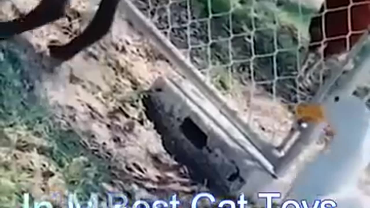 Animal video