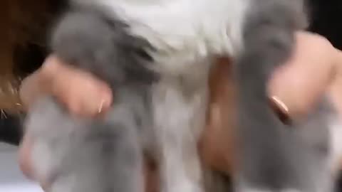 funny animal