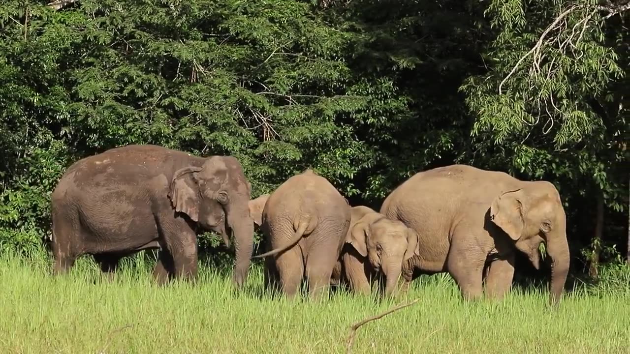 The Elephant In The Animal Kingdom | Animal Marvel