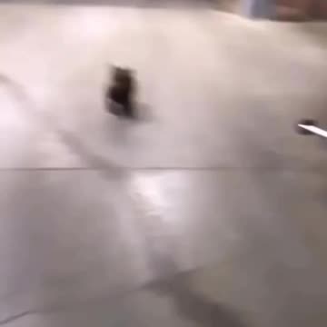 Big bear attack 😍😊