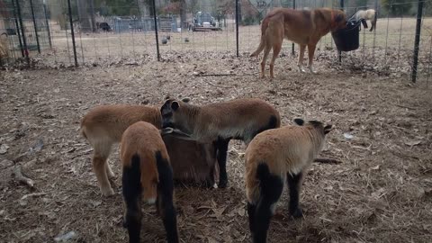 Sam's meeting new lambs