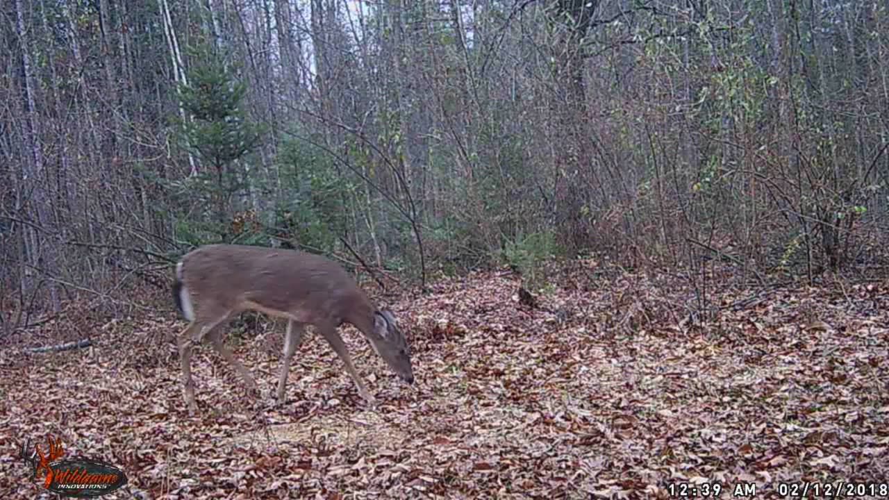 Trail cam 5