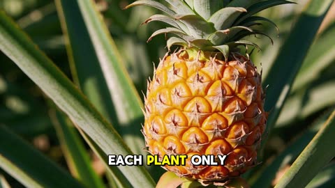 Fun Fact for Mar 8th 2025 Pt 2