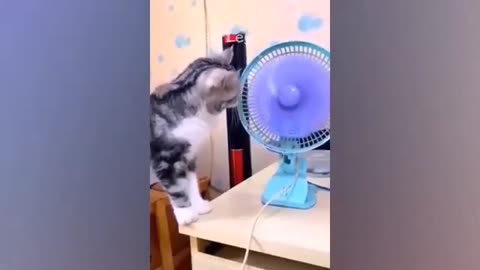 Funny cats