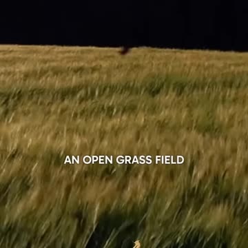 🌿 The Fence Isn’t Neutral – Choose Your Path Wisely 🌿