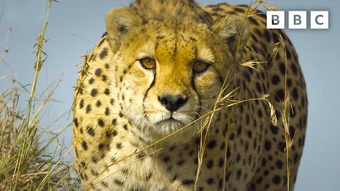 Baboon troop clash with pack of cheetahs | Serengeti - BBC