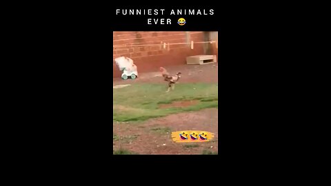 creziest animal🤣🤣🤣🤣