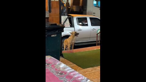 This puppy was waiting for food in a restaurant