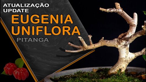 Atualização - EUGENIA UNIFLORA: Bonsai SP