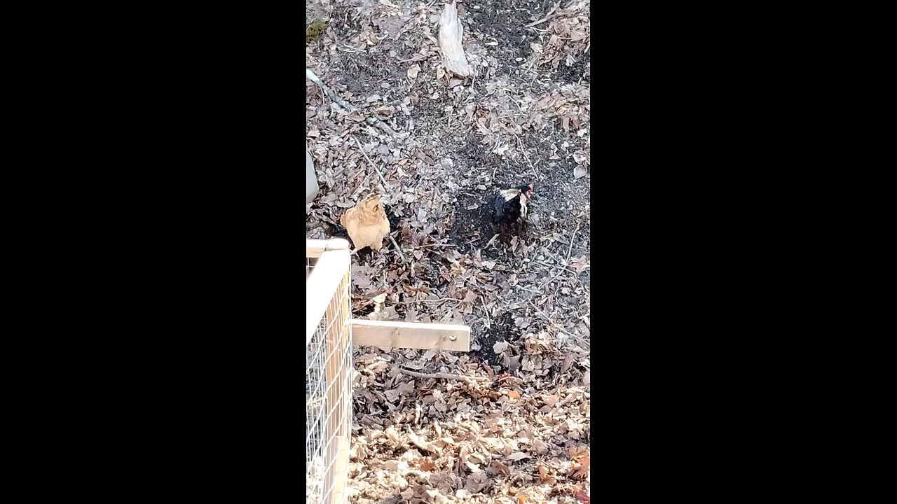 Chickens scratching