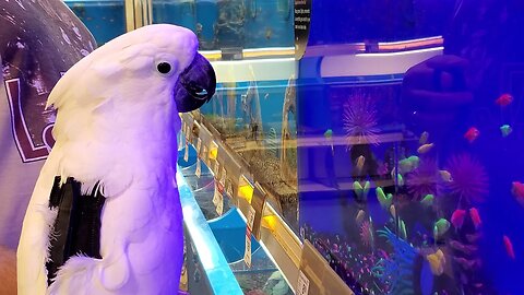 Onni Cockatoo Loves Fish