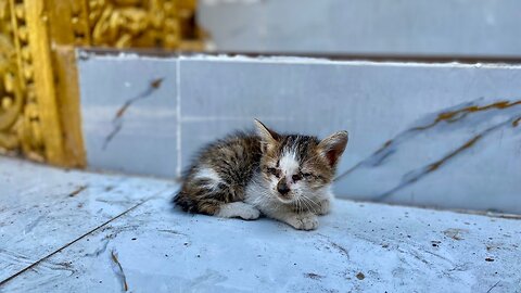 The stray Tiny kitten Meowing Loudly and raised her paws, as saying"Don't leave me here!"