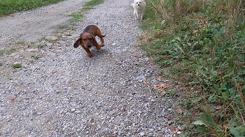 Hunting dog puppy having fun!