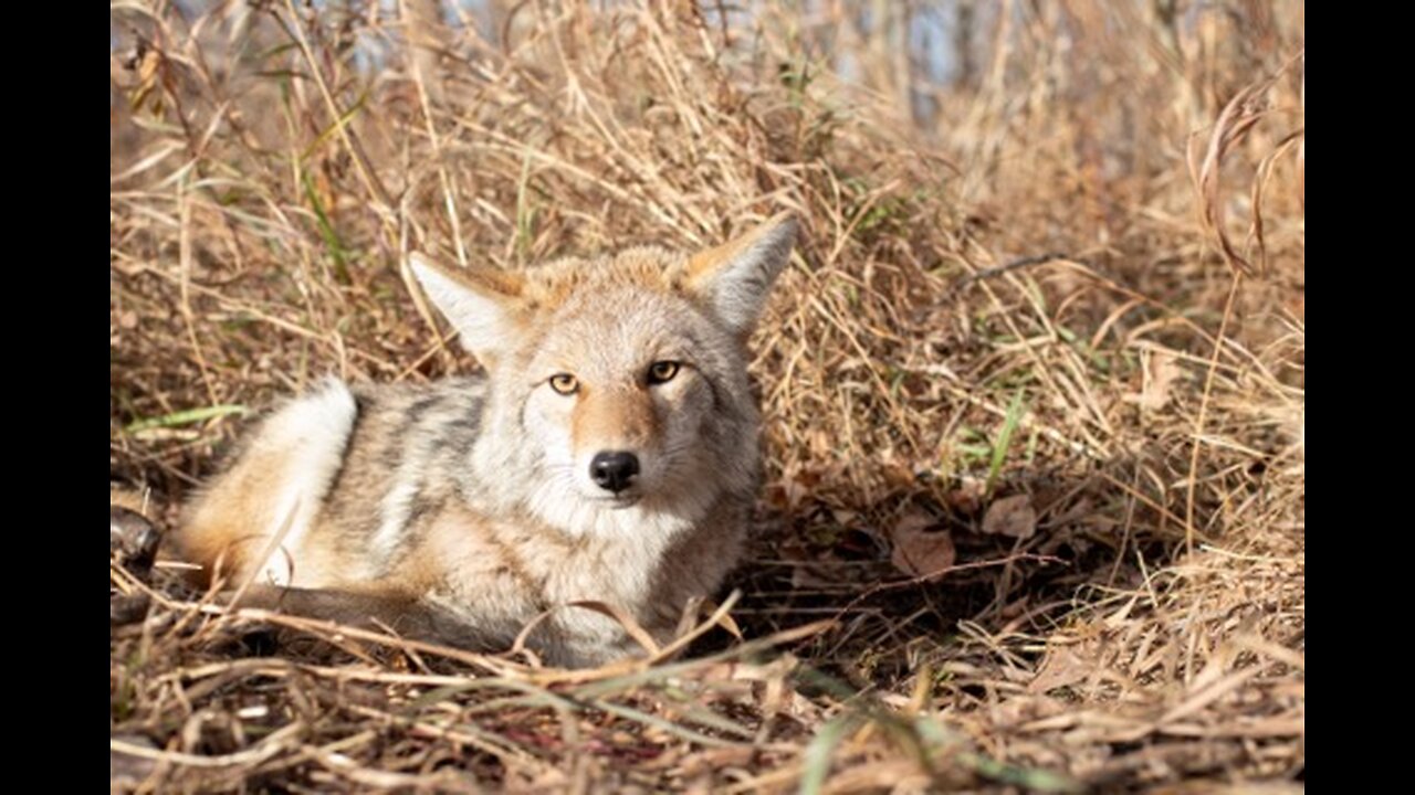 HOW TO - Coyote Skinning