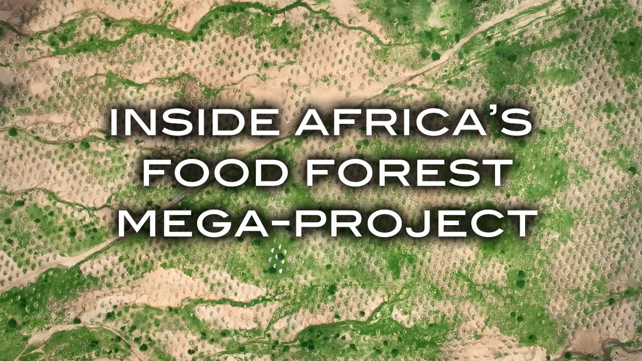 Inside Africa's Food Forest Maga-Project