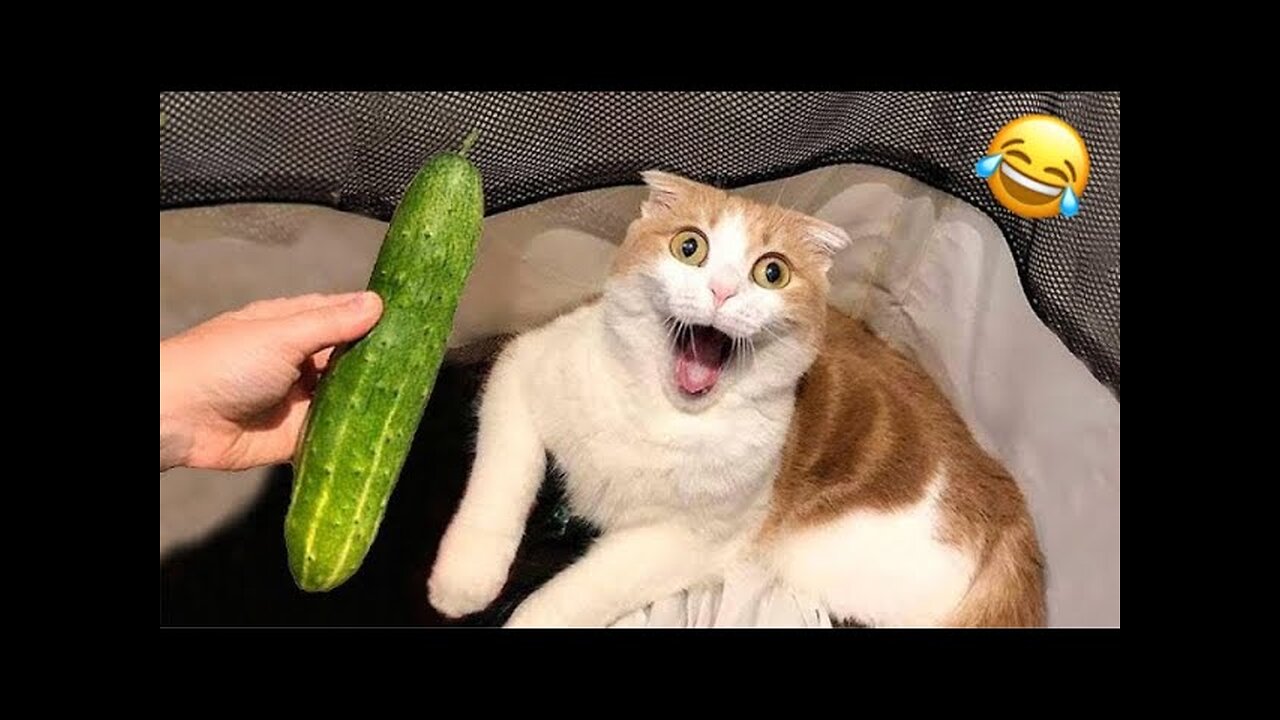 OMG Funny Cat Videos || part 1